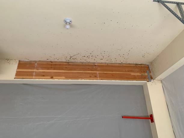 Best Mold Odor Removal Services  in Combe, LA